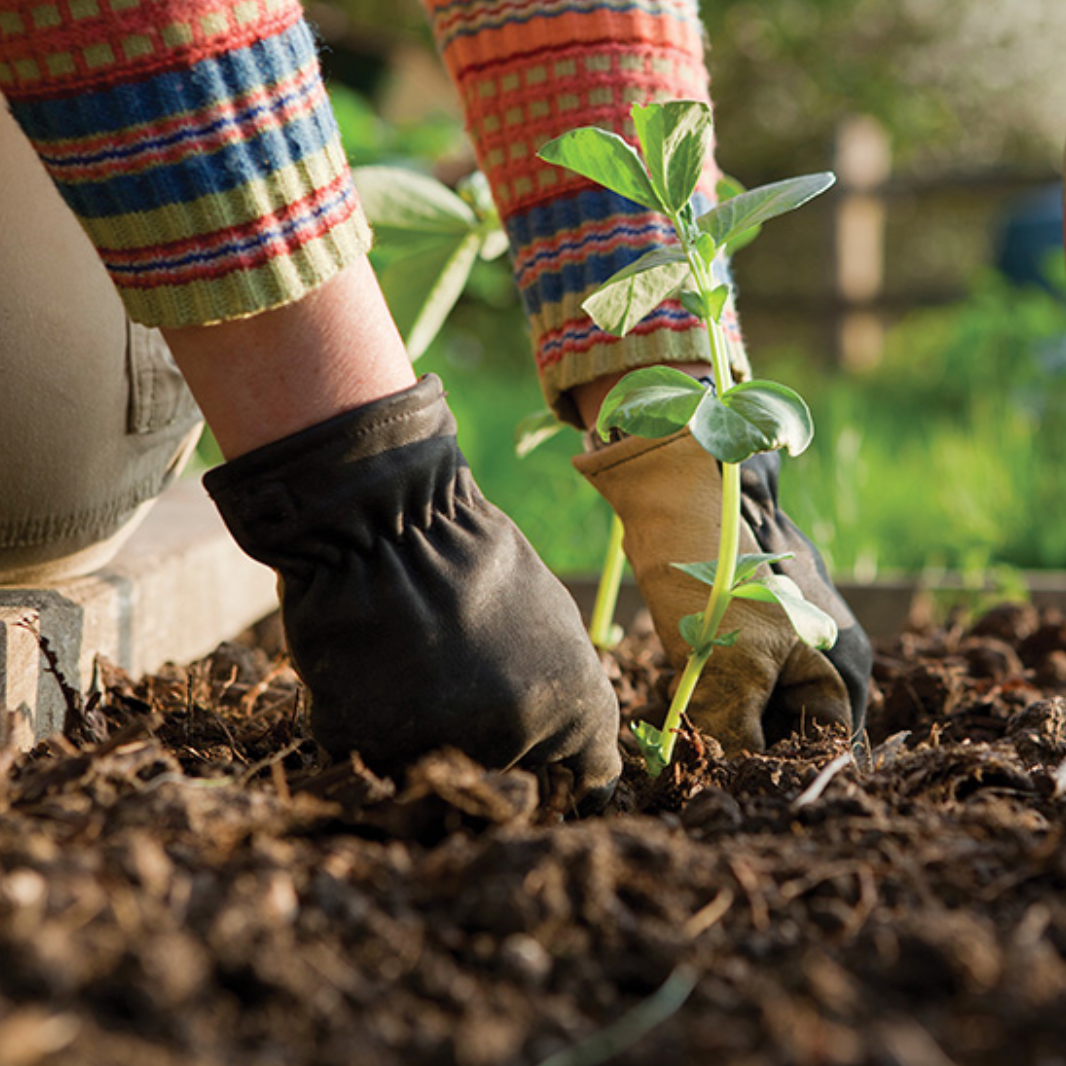 Vegetable soil Seramis / Westland - no peat 