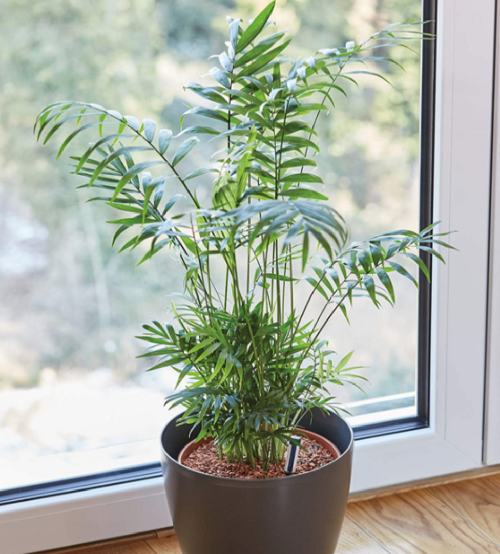 Palmuseramis, Seramis for Palms and Mediterranean plants